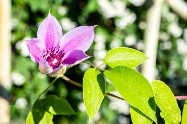 Clematis Piilu (erken dönem büyük çiçekli klematis) yaz aylarında tomurcuklanan klematis bitkisine tırmanır. Bir Pergola olarak büyümek