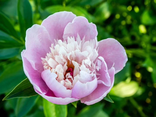 Testa Fiore Peonia Rosa Esterno Sfondo Verde — Foto Stock