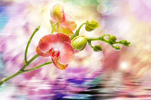 美丽的植物兰花花的特写 — 图库照片