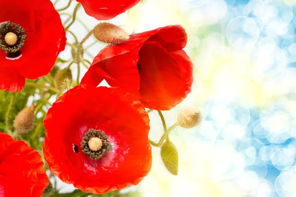 Primer Plano Hermosa Flor Silvestre Amapola Roja —  Fotos de Stock