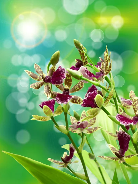 Close Orchid Flower — Stock Photo, Image