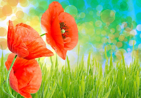 Nahaufnahme Der Schönen Roten Mohn Wildblume — Stockfoto