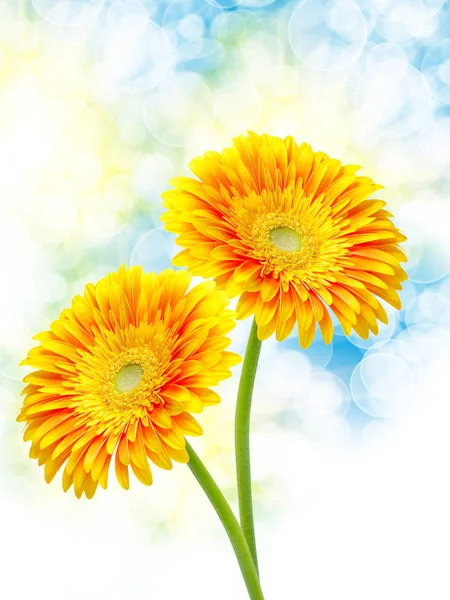 Gerber Çiçek Yakın Çekim — Stok fotoğraf