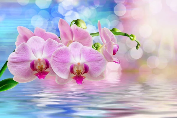 Zblízka Orchidej Květiny — Stock fotografie