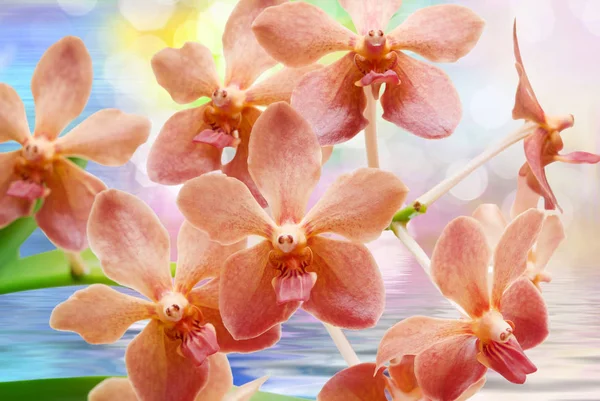 Nahaufnahme Der Orchideenblume lizenzfreie Stockfotos