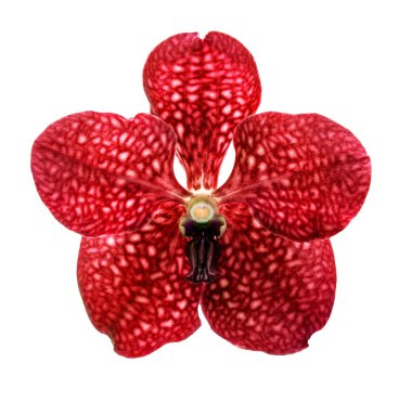 Orkide çiçek üzerinde beyaz izole