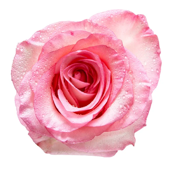 Flor de rosa aislada en blanco — Foto de Stock