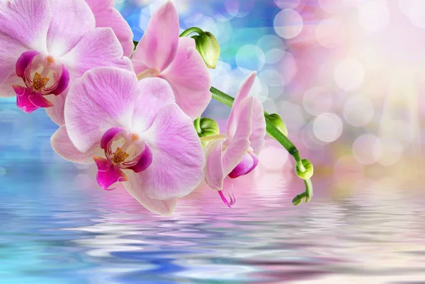 Fiore del Orchid vicino — Foto Stock