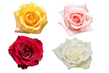 Gül çiçek üzerinde beyaz izole