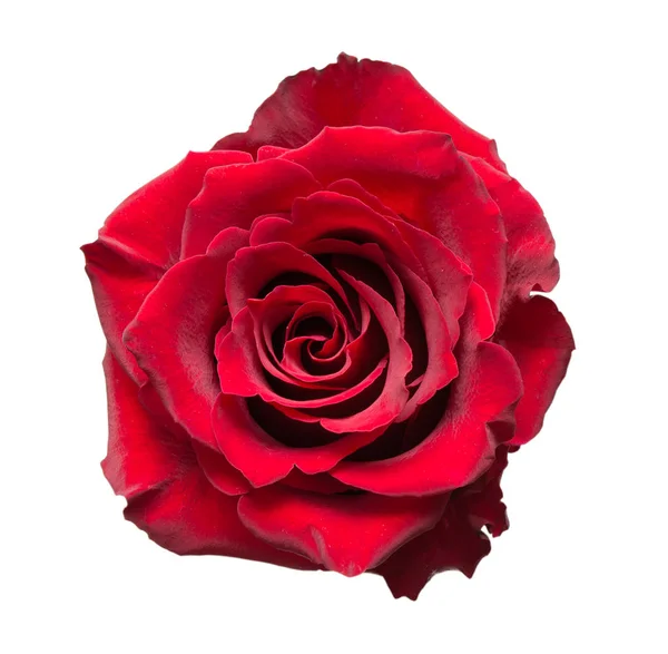 Rosa flor isolada em branco — Fotografia de Stock