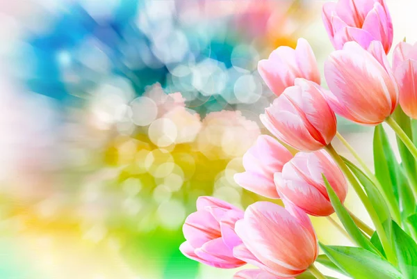 Lale çiçek — Stok fotoğraf