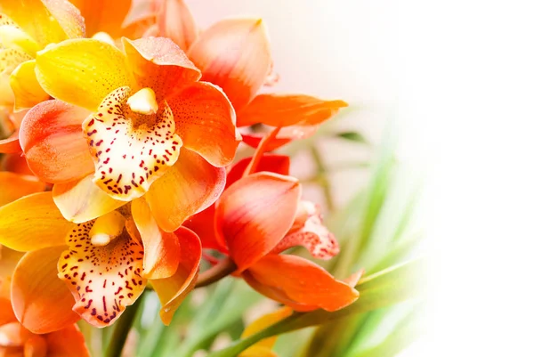 Orchideenblume aus nächster Nähe — Stockfoto