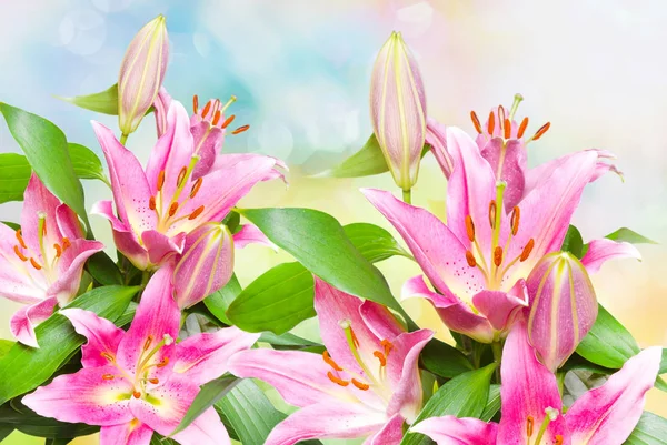 Close up of pink lilies — Stock Photo, Image