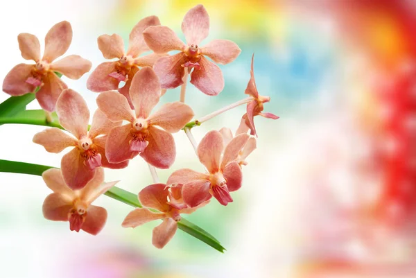 Flor de orquídea perto Fotos De Bancos De Imagens