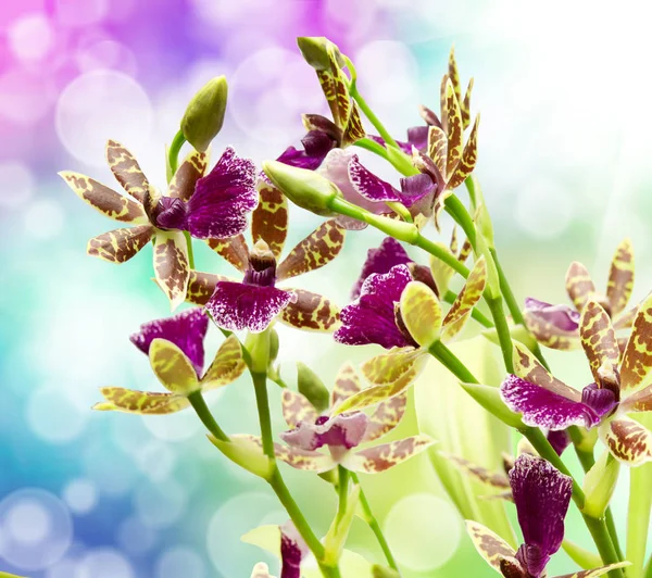 Flor de orquídea perto Fotos De Bancos De Imagens