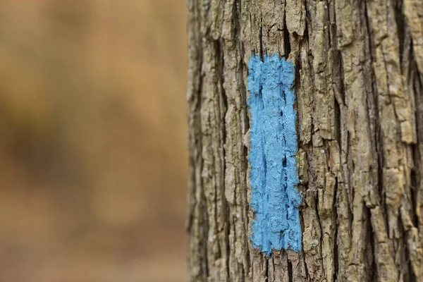 Rectángulo Azul Pintado Marcador Sendero Corteza Del Árbol Dirige Los — Foto de Stock