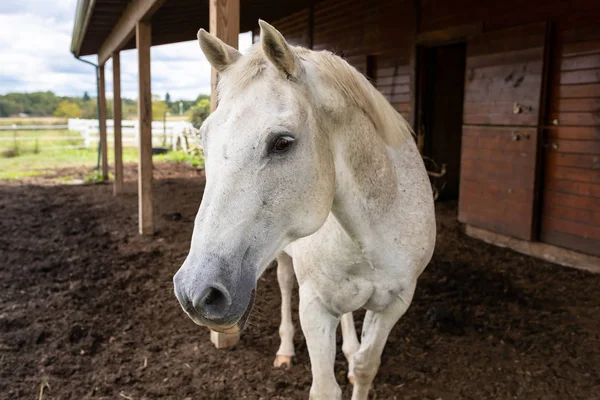 One White Dapple Quarter Horse Curiously Approaches Barn — Stok fotoğraf