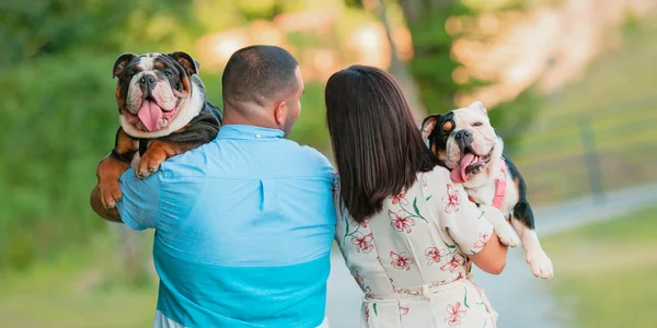 Couple Jeune Mode Fiancé Promène Tout Portant Deux Heureux Bulldogs Photos De Stock Libres De Droits