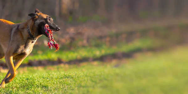 Βέλγικη Μαλινουά τρέξιμο ευτυχισμένα με σχοινί παιχνίδι — Φωτογραφία Αρχείου