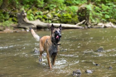 Belçikalı Malinois köpek oyun ve eğitim dışında 