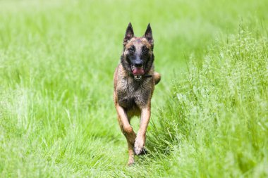 Belçikalı Malinois köpek oyun ve eğitim dışında 
