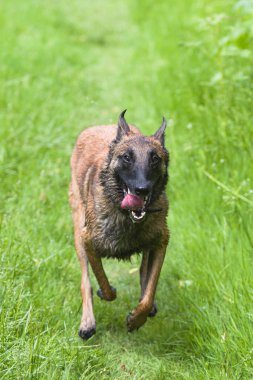 Belçikalı Malinois köpek oyun ve eğitim dışında 
