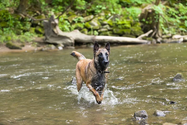 Belga Malinois cão brincando e treinamento fora — Fotografia de Stock