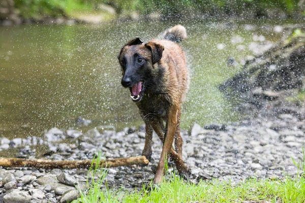 Belga Malinois cão brincando e treinamento fora — Fotografia de Stock