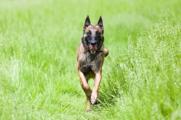 Belga Malinois cão brincando e treinamento fora — Fotografia de Stock