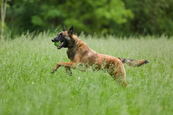 Belga Malcom perro jugando y entrenando fuera — Foto de Stock