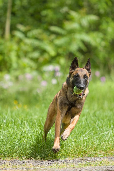 Belgiska Malinois hund spel och utbildning utanför — Stockfoto