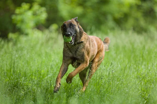 Belga Malinois cão brincando e treinamento fora — Fotografia de Stock