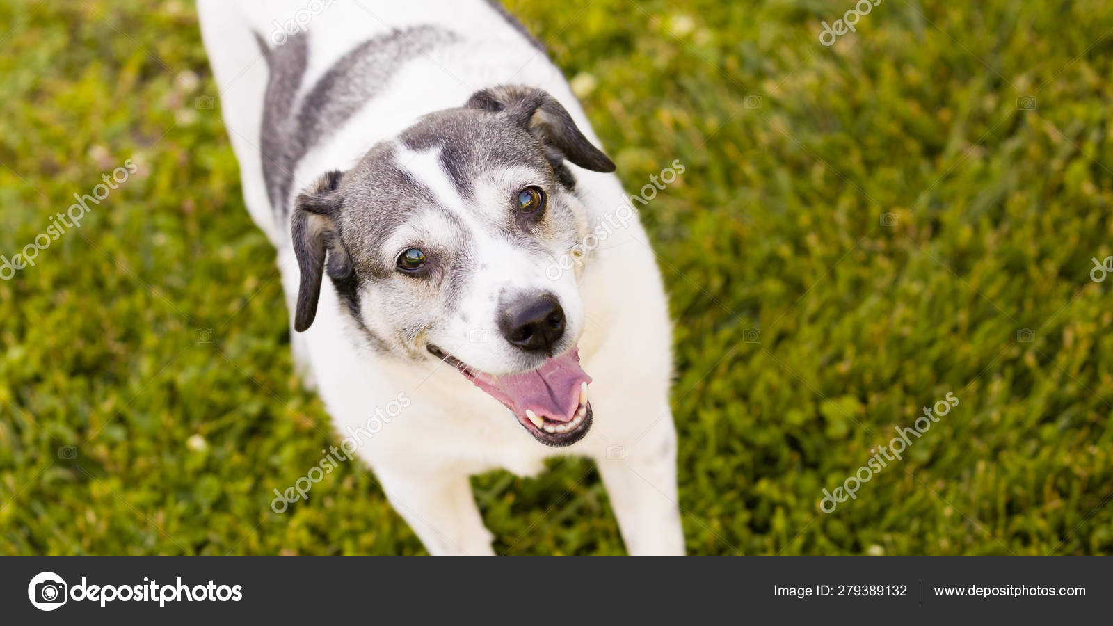Beagle cross fox terrier sales
