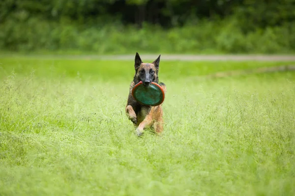 Malinois belgas — Fotografia de Stock