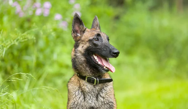 Belgischer Malinois — Stockfoto