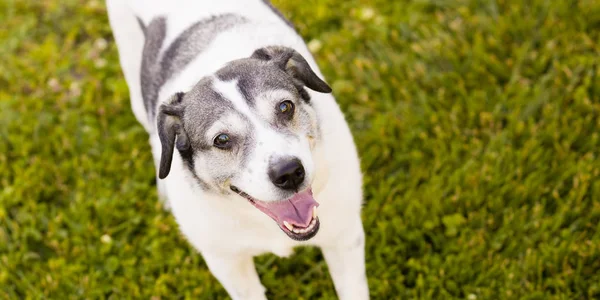 Šťastný Beagle foxteriér smíšený plemenný pes Stock Snímky