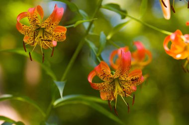 Bir Vahşi Oragne Tiger Lily Dışında