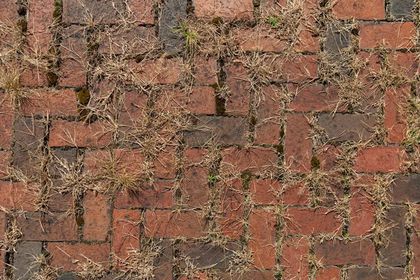 자란 붉은 벽돌 도로 — 스톡 사진