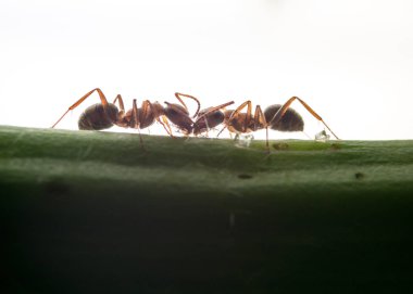Macro photo of ants on green plant clipart
