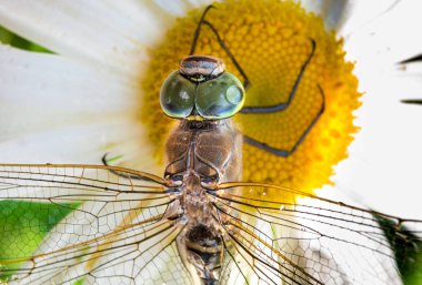 Dragonfly yakın çekim, makro fotoğraf, bir çiçek büyük yusufçuk