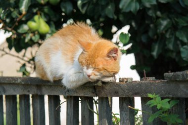 Gündüz çit üzerinde sevimli kırmızı kedi uyuklayan