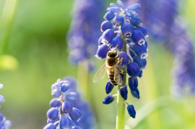 parlak güzel renkli taze çiçekler, çok güzel çiçekler