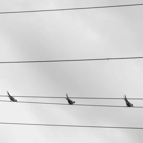 Schwarz Weiß Bild Von Vögeln Auf Draht — Stockfoto