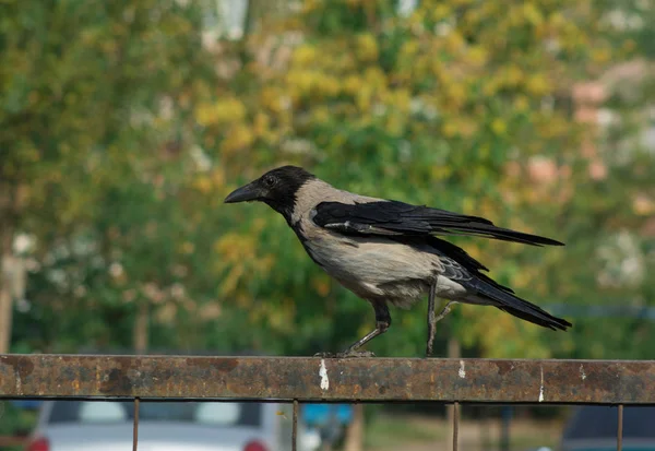 Vue Rapprochée Corbeau Sur Une Clôture Métallique Rouillée — Photo