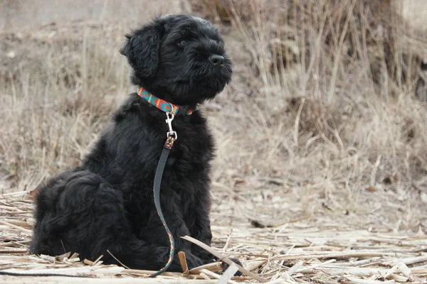 Cão Preto Engraçado Livre Dia Ensolarado — Fotografia de Stock