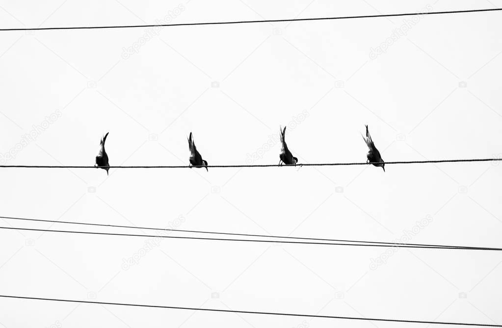 Black and white image of birds sitting on wire