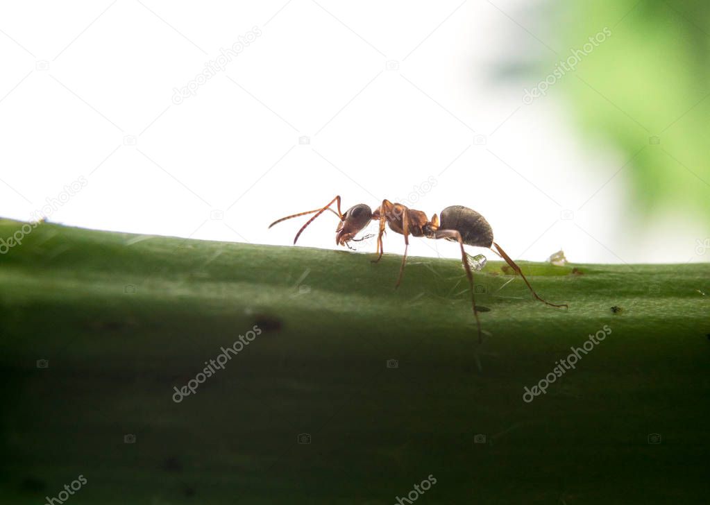 Macro photo of ant on green plant