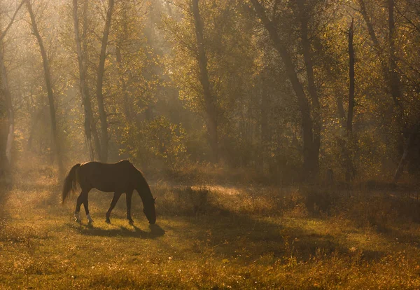 Schönes Pferd Weidet Auf Der Wiese Wald — Stockfoto