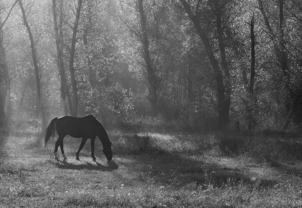 Красивий Кінь Пасеться Лузі Лісі — стокове фото