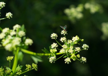 parlak güzel renkli taze çiçekler, çok güzel çiçekler